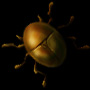 Beetle